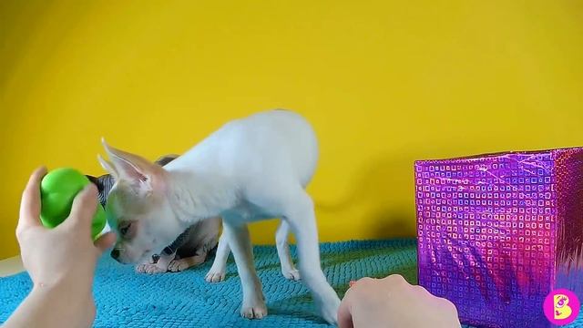 РОЗЫГРЫШ АНТИСТРЕСС СКВИШЕЙ ДЛЯ ПОДПИСЧИКОВ смотреть онлайн