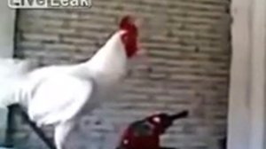 Смеющийся петух