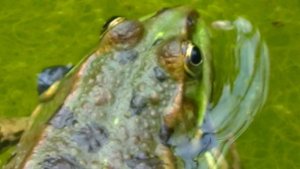 Брачные песни лягушек. Форос, Крым Wedding song of frogs. Crimea