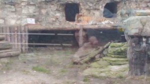 Московский зоопарк. Амурский тигр.