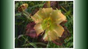 Селекция Мои лилейники 2023 часть 26