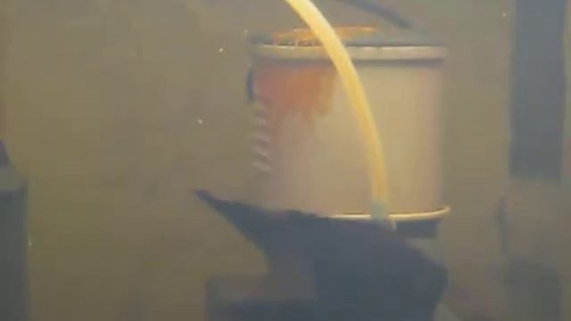 Первый нерест моих скалярий! "Якобинец" смотреть онлайн