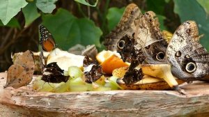 854871-hd_1920_1080_25fps