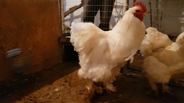 Брамы, кохинхины, орпингтоны. +77017224679 Анвар Рустемов. Казахстан, Шымкент(3) смотреть онлайн