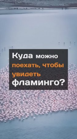 Куда можно поехать, чтобы увидеть фламинго?