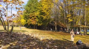 남이섬 가을단풍 숨막히는 명소를 걷다. 믿기 어려운 단풍 눈 내리는 남이