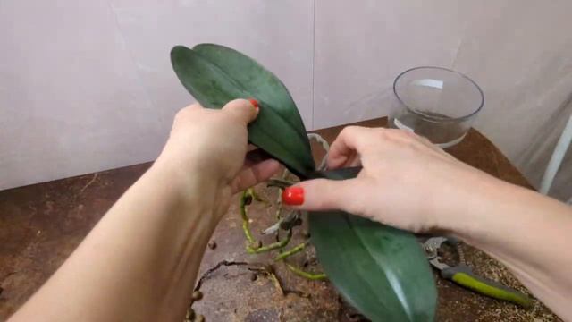29.12.23.Орхидея Биг лип Gemengd пересадка.