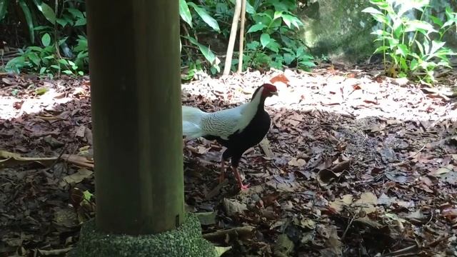 Silver pheasant. Botanical gardens. Singapore смотреть онлайн