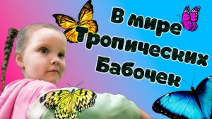 В мире тропических бабочек!