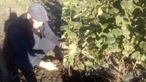 Фундук. Пирожок. Саженцы.