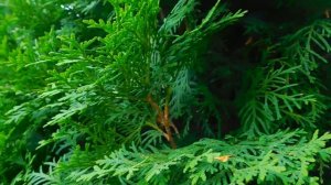 1138857-hd_1920_1080_30fps