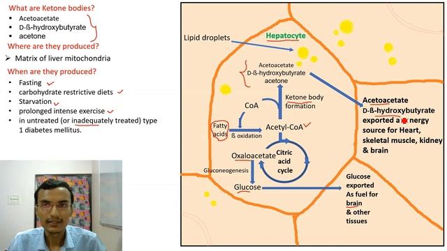 Ketogenesis | Ketone Body Synthesis
