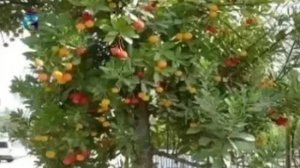 Земляничное дерево (Земляничник)