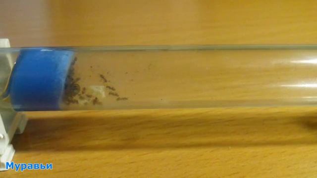 Мураши дома. Небольшой отчет смотреть онлайн