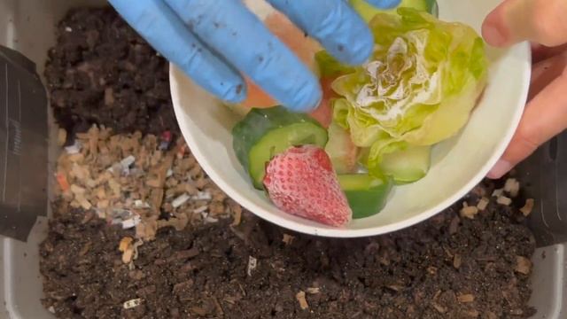 Red Wigglers Fed Summer Treats After 2 Weeks With Just Bedding | Vermicompost Worm Farm смотреть онлайн