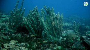 Утка Морянка.