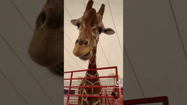 Did Evolution S-T-R-E-T-C-H the Giraffe's Neck?