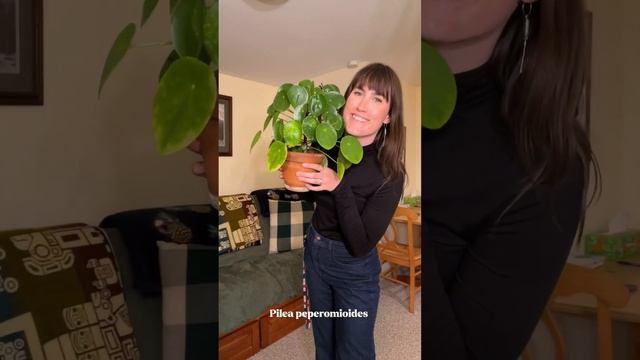 Some of my oldest and favorite plants 🌱🪴💚 смотреть онлайн