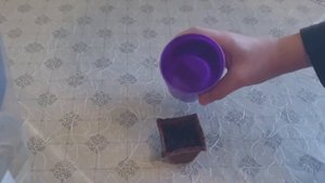 Выращивание цветов в самоизоляции