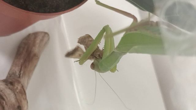 Охота взрослого богомола смотреть онлайн