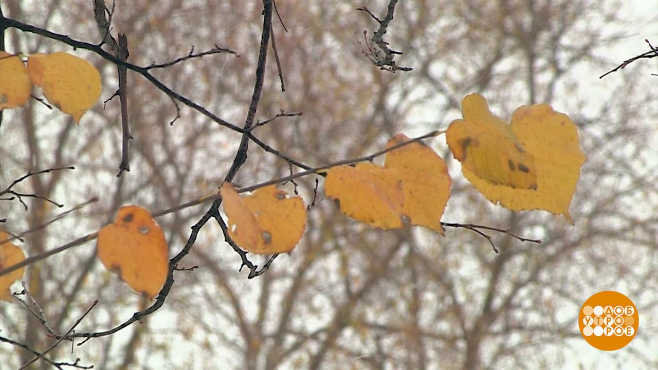 Ноябрь. Как все не проспать... Доброе утро. Фрагмент выпуска от 12.11.2024