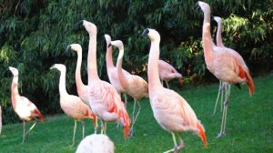 14996970-hd_1920_1080_25fps