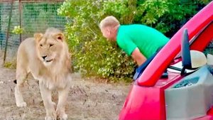 Олег Зубков привез мясо львам, один молодой лев загулял и смотрит на львицу влюбленным взглядом!