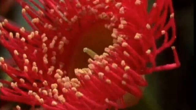 ФОТОПЕРІОДИЗМ смотреть онлайн