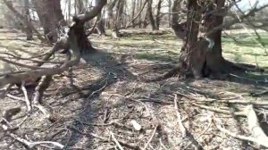 Охота с пневматикой мр512