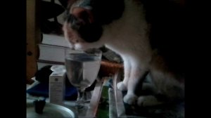 СИМА ПЬЁТ МОЮ ВОДУ...