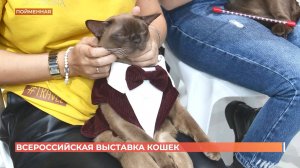 Самую идеальную кошку определили в Ростове на всероссийской выставке кошачьих