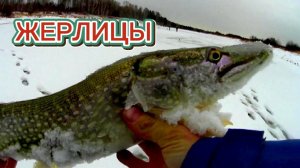 Щука клевала как бешеная! По три сработки сразу! Поездка на оз. Верхняя Курья. Жерлицы.