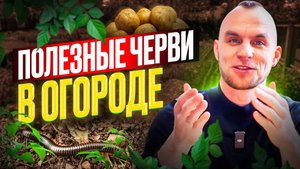 Черви в огороде Как увеличить урожай и чем полезны черви. Всё о выращивании червей