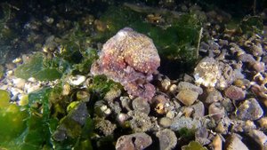Осьминоги и камуфляж Мастера Маскировки Осьминоги и Их Удивительный Мир