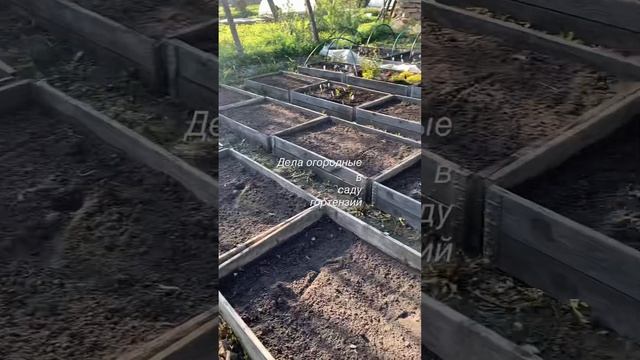 ДЕЛА ОГОРОДНЫЕ В САДУ ГОРТЕНЗИЙ #садгортензий