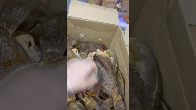 Мурманский Ерш вяленый! Настоящий деликатес, советую попробовать каждому. И не путайте с камбалой!