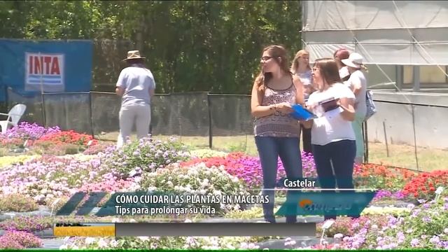 Cómo cuidar plantas en macetas смотреть онлайн