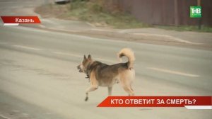 «Кто ответит за смерть?»: женщину в казанском поселке загрызли бродячие собаки