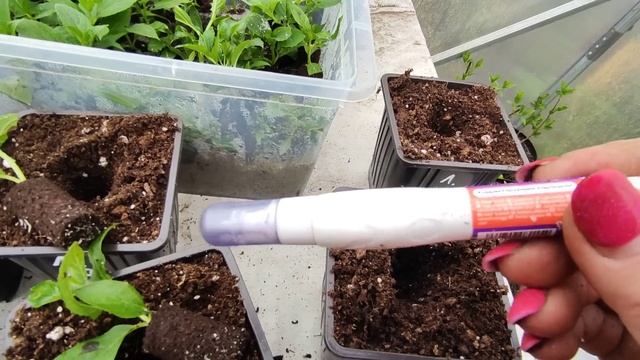 Как черенкую ГОРТЕНЗИИ в этом сезоне 🌿 Черенкование гортензии в торфотаблетках и преформах.
