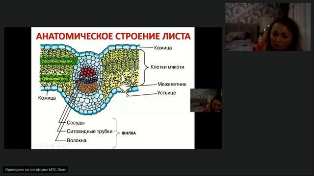 Внешнее и внутреннее строение листа