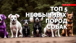 ТОП 5 самых удивительных и необычных пород собак!