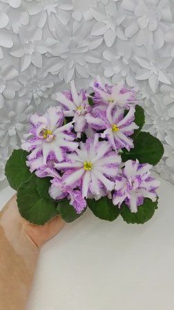 Фиалка химера Оленька