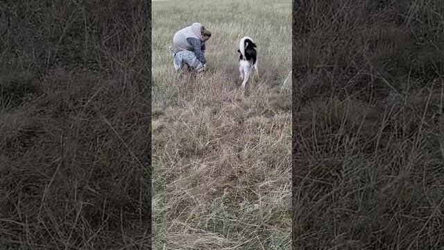 Щенок ВЕО - 8 мес. - Валентлайф Ченгар - берег Крыма - ноябрь 2024г.