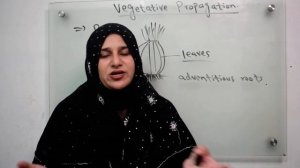 Class 10||Chp#5||Vegetative Propogation.(Bulb,Corm,Rhizome & Stem tuber)