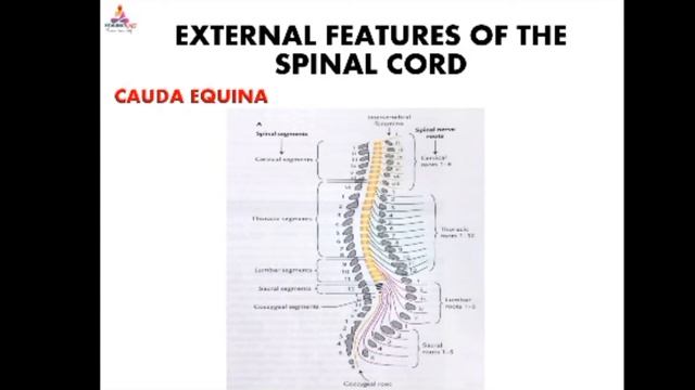 NEUROANATOMY PART 6 | NEUROANATOMY | SPINAL CORD | NERVOUS SYSTEM | NEUROLOGY | NERVES