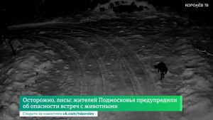 Осторожно, лисы: жителей Подмосковья предупредили об опасности встреч с животными