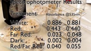 Photomorphogensis: anthocyanin and light responses in mustard seedlings BS1003 practical