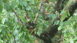 Дятел обедает.