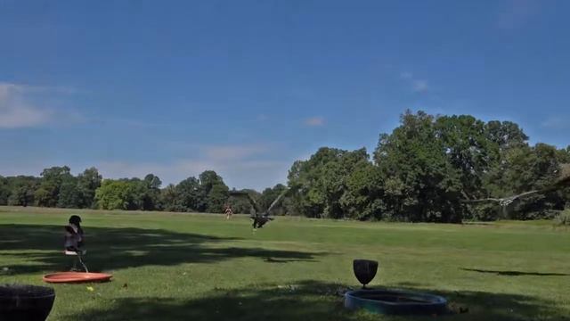 Zayferus - ukázky dravců - Lednice смотреть онлайн