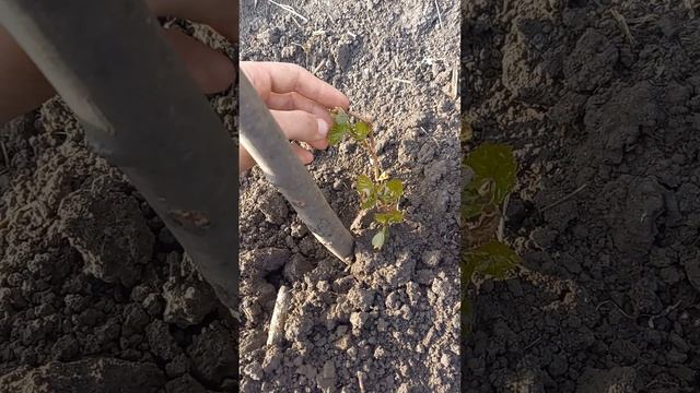 Открытие и нормировка молодого винограда
